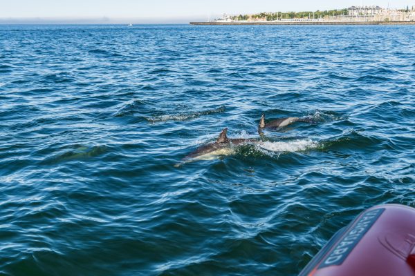 21923-cascais-dolphin-watching-tour-1693309095