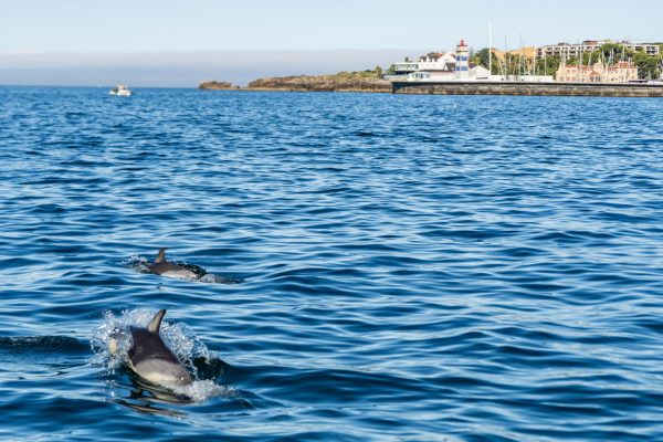 21926-cascais-dolphin-watching-tour-1693309095