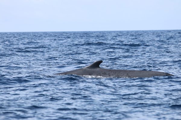 21935-whale-watching-terceira-island-1694075559