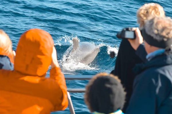 2202-cover-for-whale-and-dolphin-watching-in-sao-miguel-zodiac-1575397894