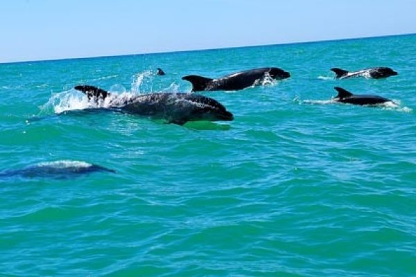 22036-vilamoura-dolphin-watching-1696155007