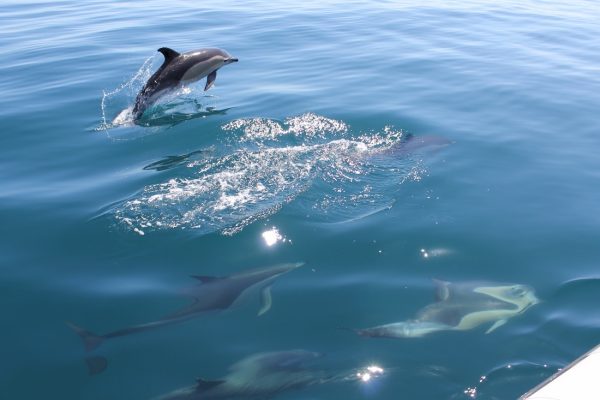 22037-vilamoura-dolphin-watching-1696155007