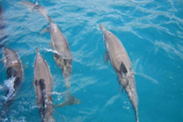 22038-vilamoura-dolphin-watching-1696155007