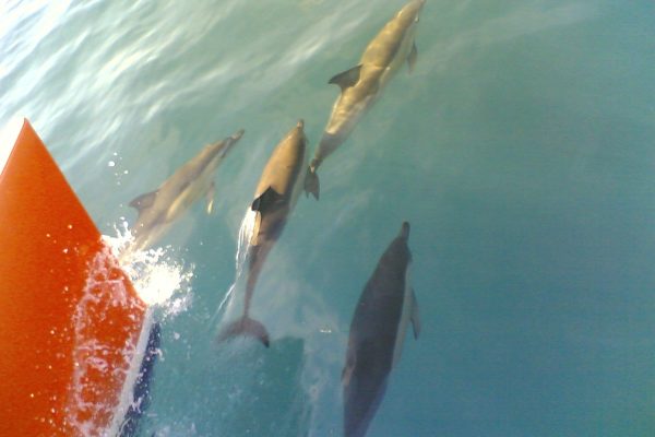 22040-vilamoura-dolphin-watching-1696155007