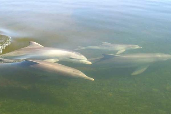 22042-vilamoura-dolphin-watching-1696155007