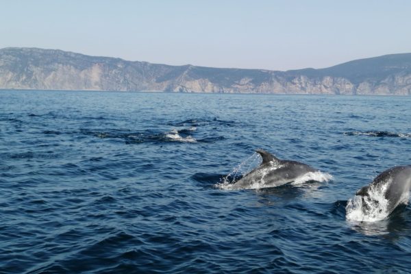 2209-cover-for-dolphin-watching-in-sesimbra-1593095231