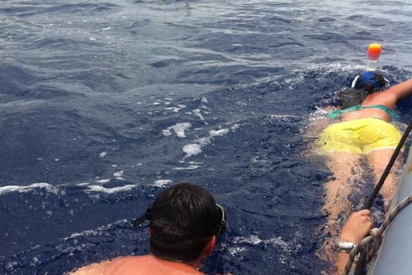 221-swimming-with-wild-dolphins-funchal-1575396991