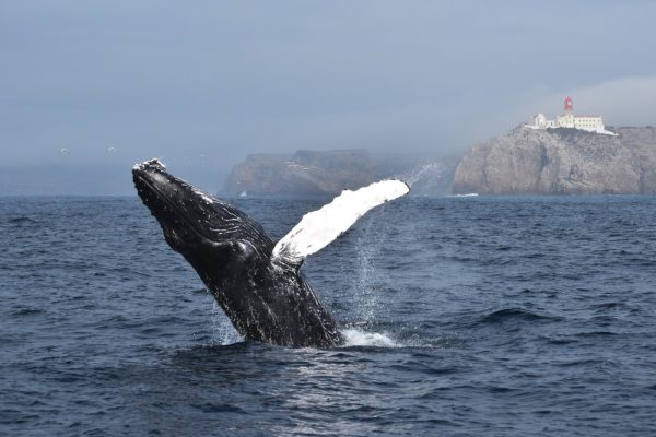 22169-sagres-wildlife-boat-tour-1698052466