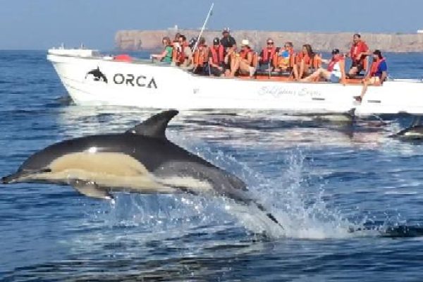 22170-sagres-wildlife-boat-tour-1698052466