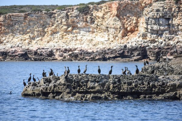 22171-sagres-wildlife-boat-tour-1698052466