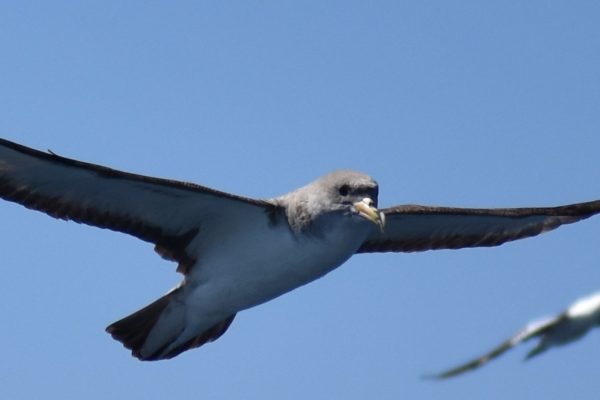 22172-sagres-wildlife-boat-tour-1698052466