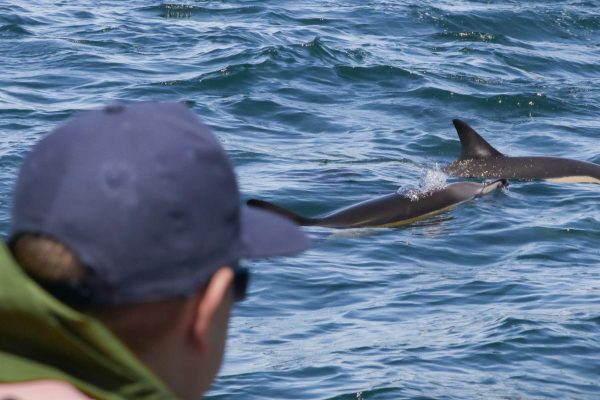 22173-sagres-wildlife-boat-tour-1698052466