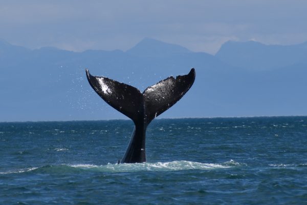 22248-whale-watching-tour-1698923368