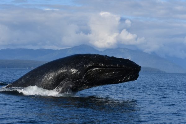 22250-humpback-whale-watching-1698925096