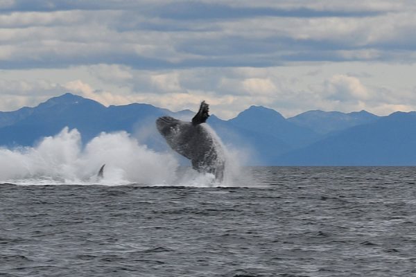 22253-whale-watching-in-alaska-1698925096