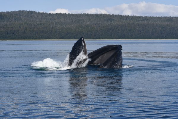 22254-whale-watching-trip-1698925096