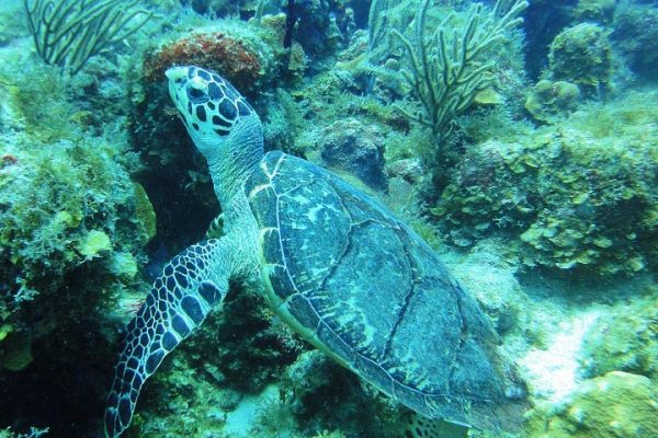 22327-diving-with-turtle-in-st-thomas-1699014749