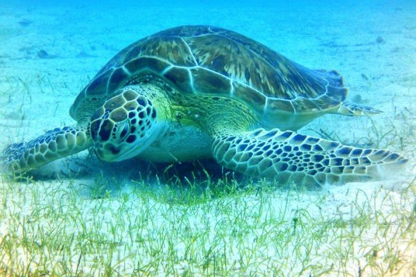 22416-snorkel-tour-in-st-thomas-1699108279