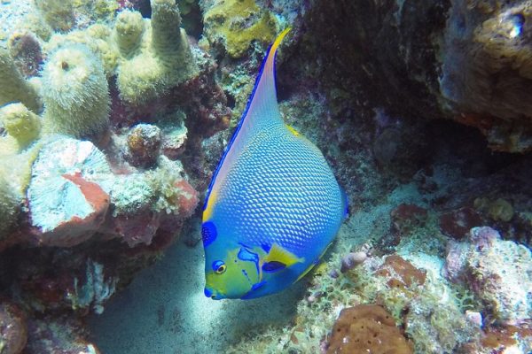 22420-marine-life-snorkeling-st-thomas-1699097002