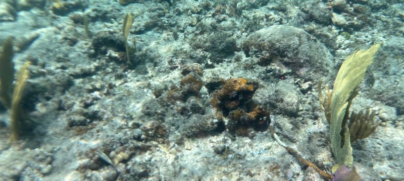 22421-coral-reefs-st-thomas-snorkeling-1699097002