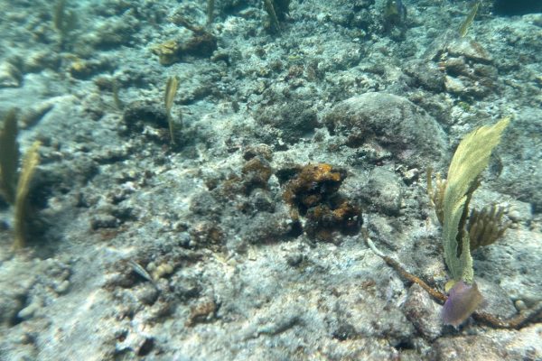 22421-coral-reefs-st-thomas-snorkeling-1699097002