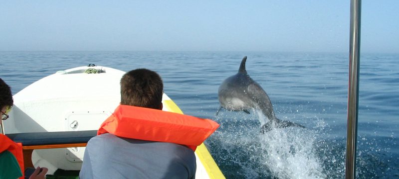 2247-cover-for-boat-tour-to-the-dolphins-in-olhao-1604331766