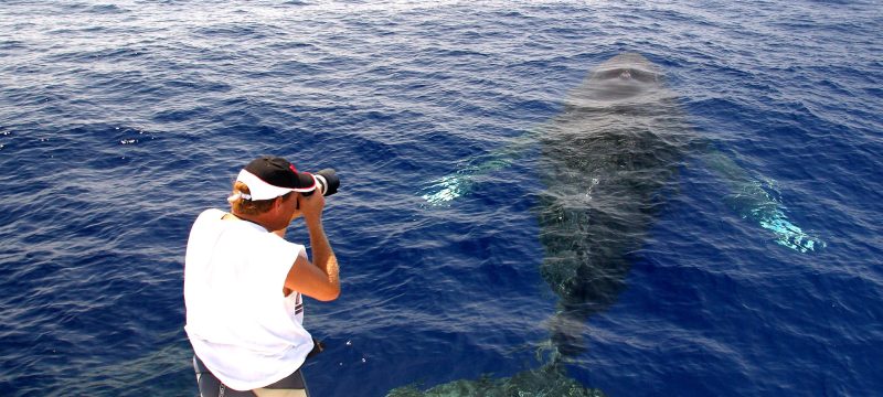 22705-whale-watching-hawaii-1699632880