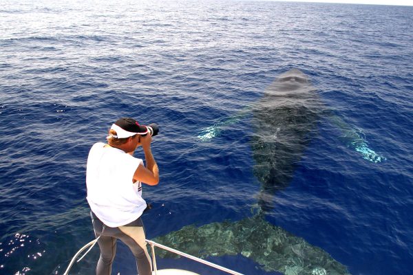 22705-whale-watching-hawaii-1699632880