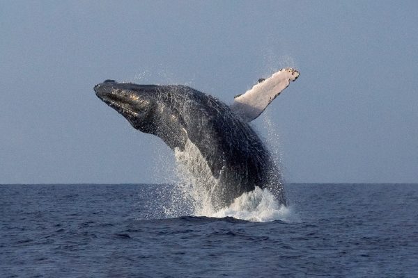 22707-whale-watching-tour-1699632880