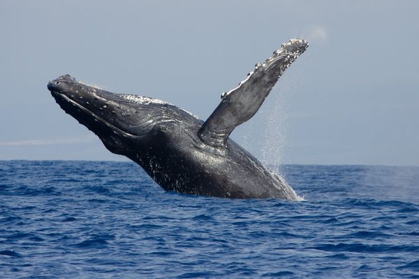 22746-speedboat-whale-watching-in-kailua-kona-1699782508