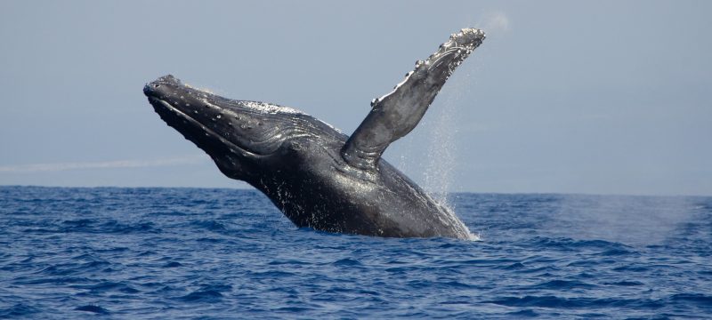 22746-speedboat-whale-watching-in-kailua-kona-1699782508