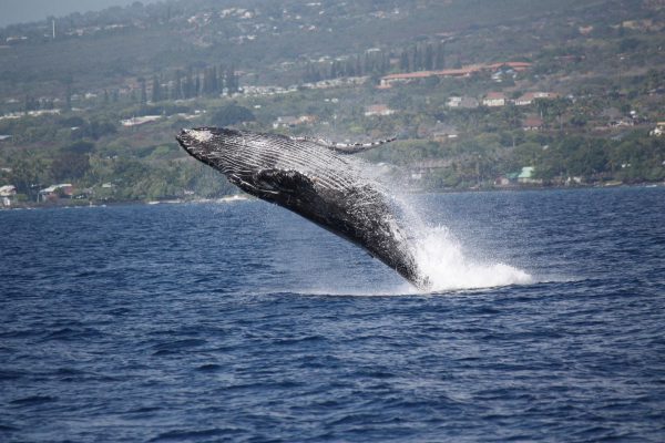 22747-whale-watching-speedboat-1699725677