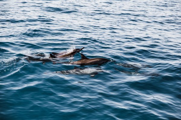 22756-dolphin-watching-and-snorkeling-tour-in-kailua-kona-1699794185