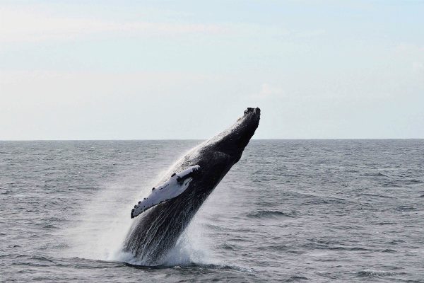 22915-whale-watching-in-sao-miguel-1700147620