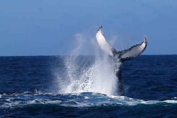 22916-whale-watching-in-sao-miguel-1700147620