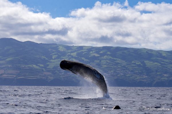 22917-whale-watching-in-sao-miguel-1700147620