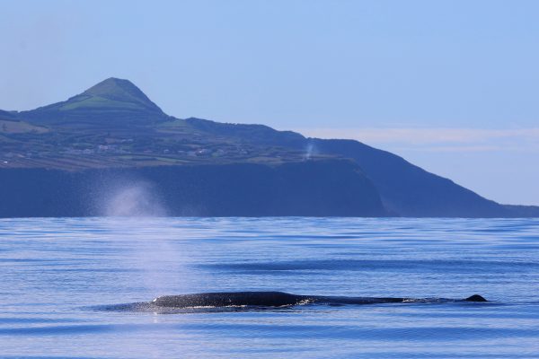 23016-whale-watching-in-sao-miguel-1700236611