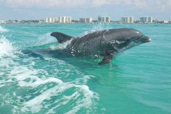 23294-dolphin-tour-destin-1700401721