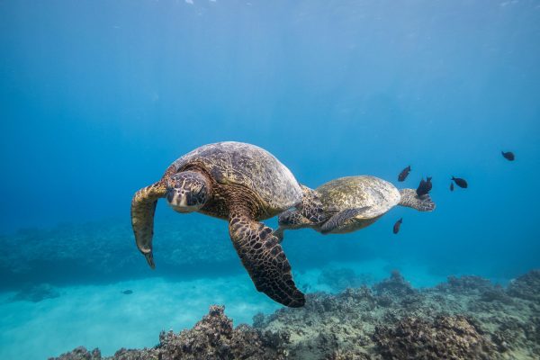 23312-shipwreck-and-reef-diving-in-honolulu-1700485850