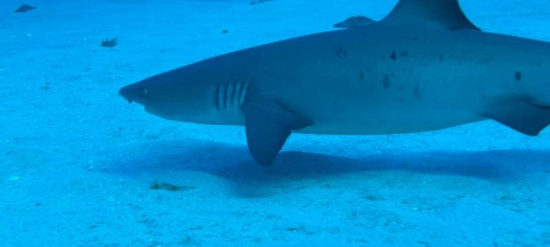 23320-shark-diving-hawaii-1700404525