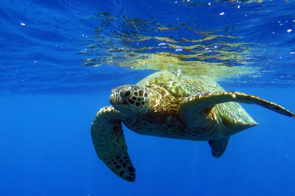 23334-snorkeling-turtles-hawaii-1700404526