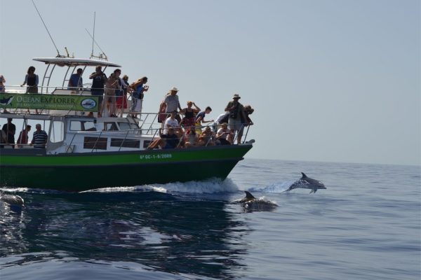 2340-whale-watching-la-palma-1575397960