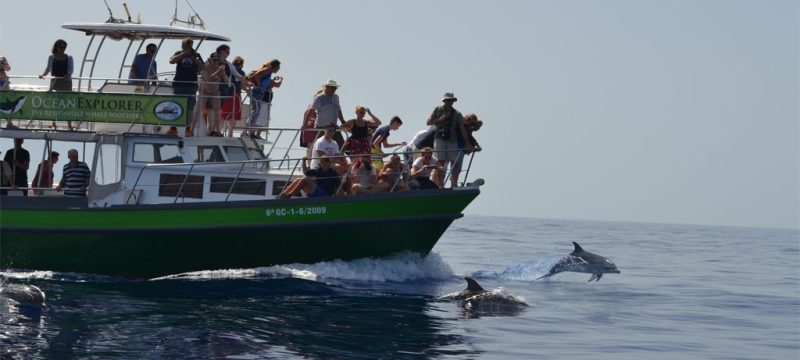 2340-whale-watching-la-palma-1575397960