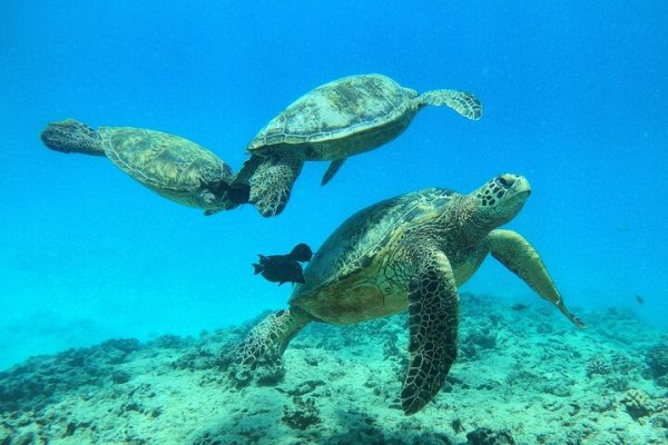 23426-turtle-boat-trip-hawaii-1700502843