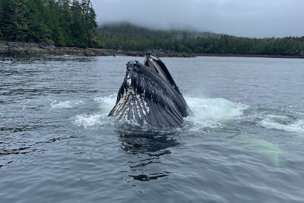 23507-humpback-whales-alaska-1700505462