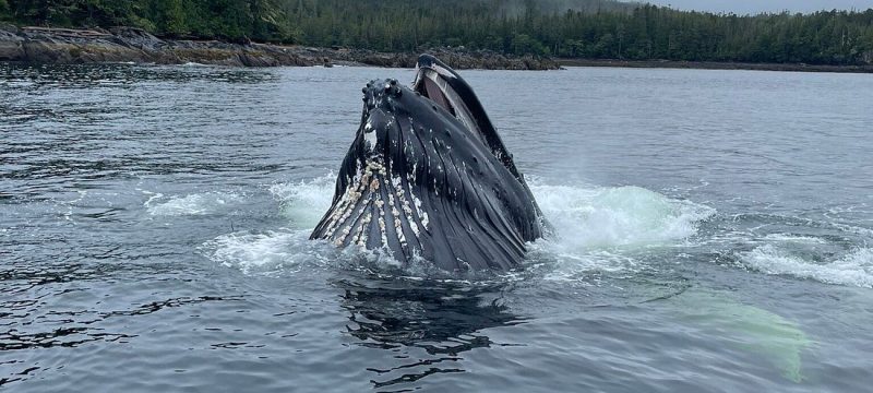 23507-humpback-whales-alaska-1700505462