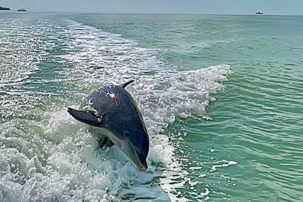 23702-dolphin-trip-in-florida-1700855653