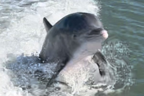 23708-dolphin-watching-charter-1700855653