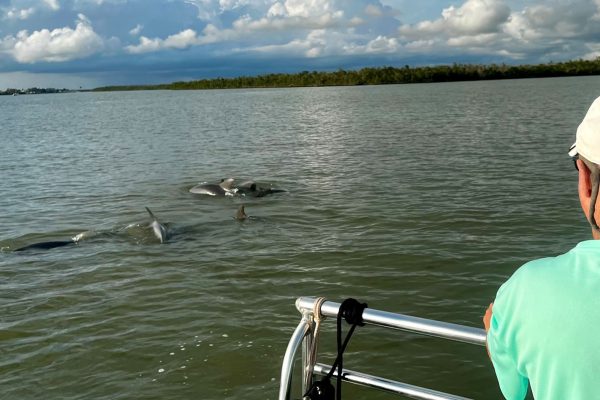 23709-wild-dolphin-boat-tour-in-goodland-1700999432