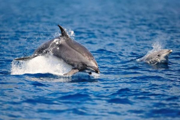 2403-cover-for-benagil-and-dolphin-watching-in-portimao-1575397987